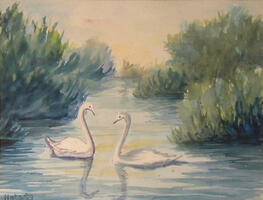 Cisnes no lago