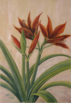 Amarilis