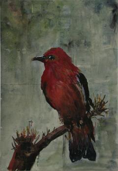 Pássaro vermelho