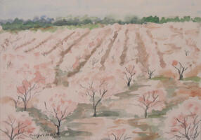 Campo de amendoeiras