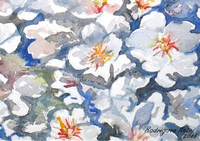 Flores de amendoeira